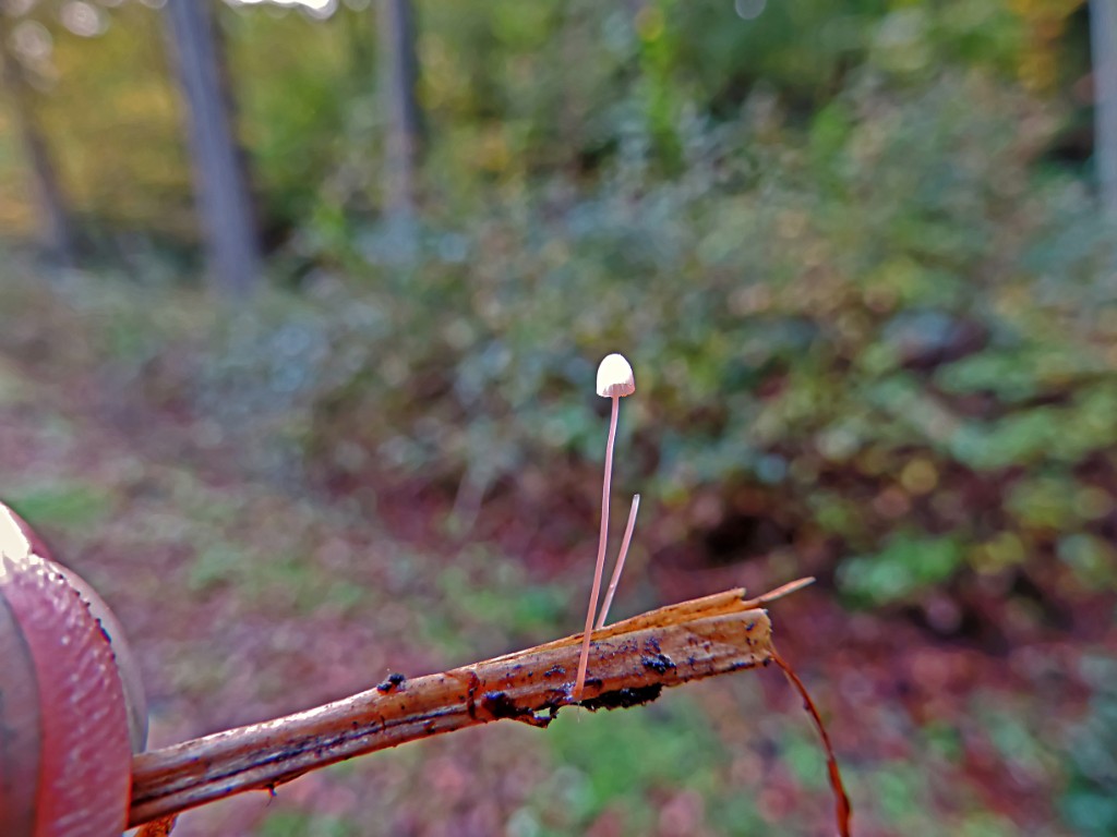 Varenmycena [11616] 19-okt-2014 (Bentheimerwald, Bad Bentheim).jpg - Varenmycena [Mycena pterigena]